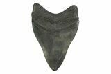 Fossil Megalodon Tooth - South Carolina #356834-1
